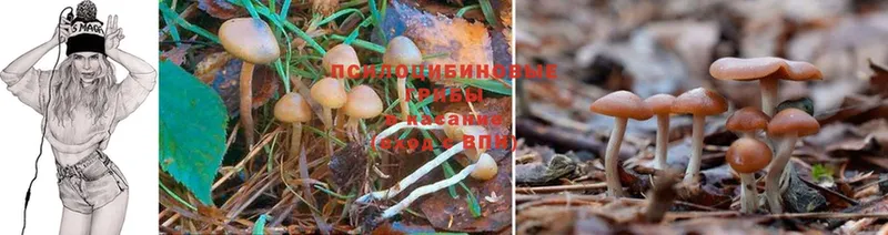 Псилоцибиновые грибы Magic Shrooms  продажа наркотиков  Североморск 