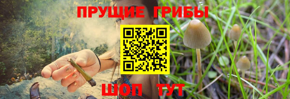 Псилоцибиновые грибы Cubensis Североморск